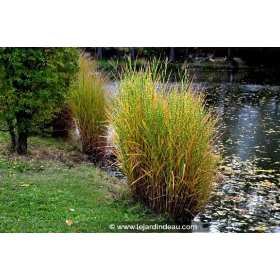 MISCANTHUS sinensis 'Strictus'