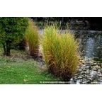 MISCANTHUS sinensis 'Strictus' MISCANTHUS sinensis 'Strictus'