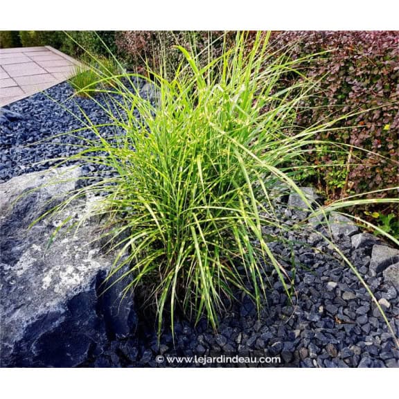MISCANTHUS sinensis 'Strictus'