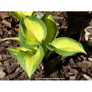 HOSTA \'Great Expectations\' - Hosta, Funkia, Lis plantain