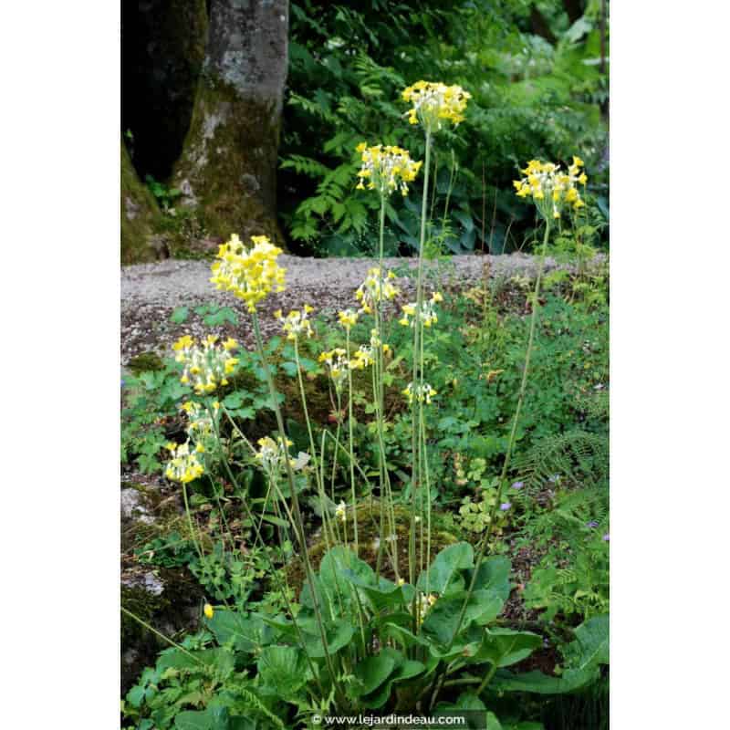 PRIMULA florindae PRIMULA florindae