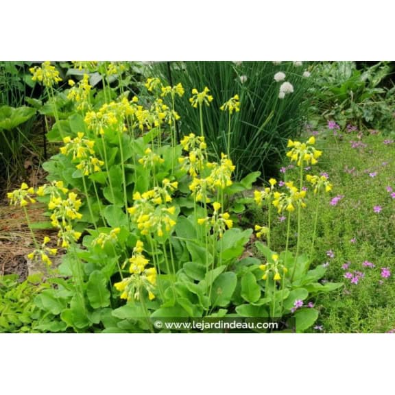 PRIMULA florindae