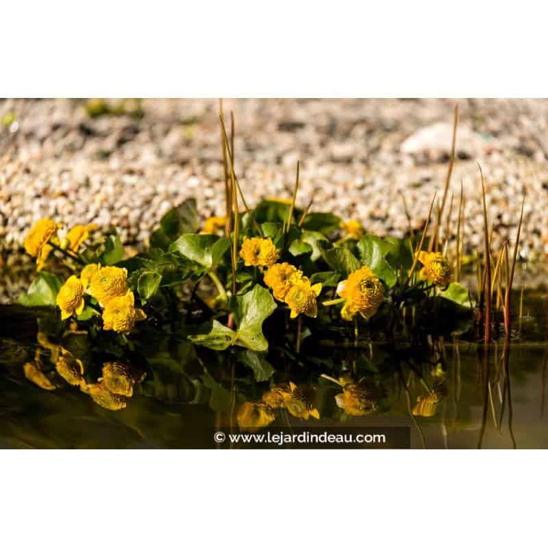 CALTHA palustris 'Multiplex' CALTHA palustris 'Multiplex'