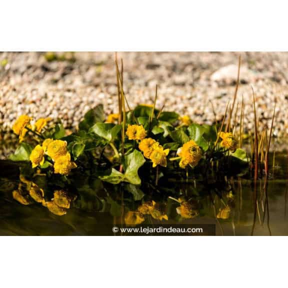 CALTHA palustris 'Multiplex'
