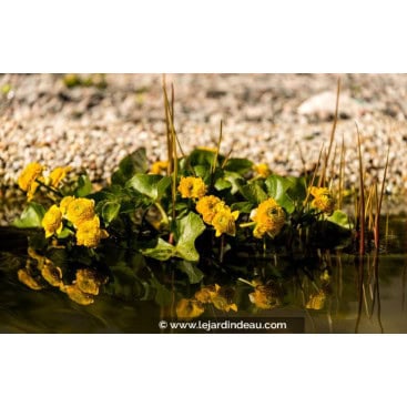 CALTHA palustris \'Multiplex\' - Souci d\'eau / Populage des marais