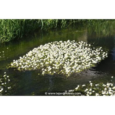 RANUNCULUS aquatilis - Renoncule aquatique
