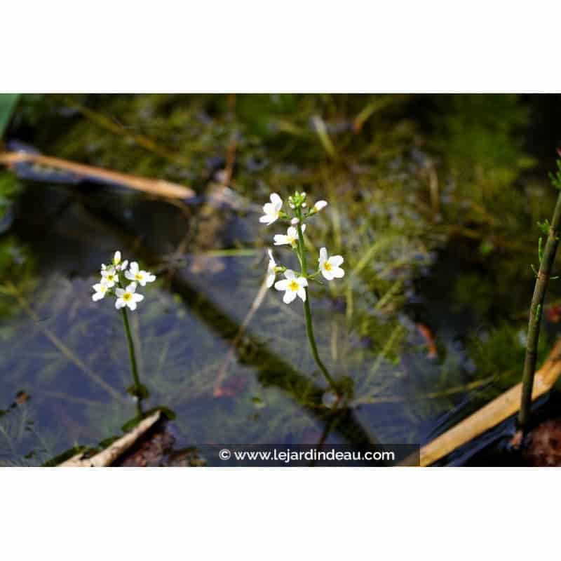 HOTTONIA palustris HOTTONIA palustris