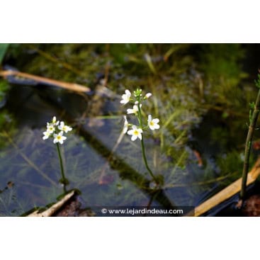 HOTTONIA palustris - Hottonie des marais / Millefeuille d\'eau