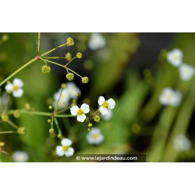 ALISMA lanceolatum ALISMA lanceolatum