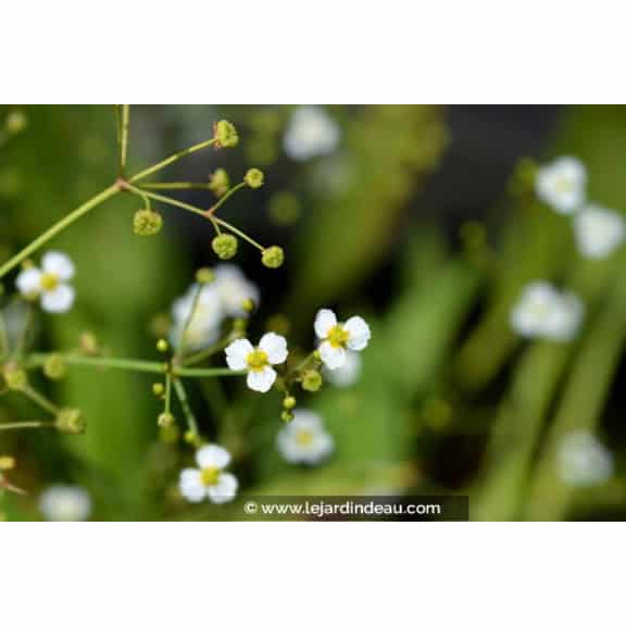 ALISMA lanceolatum