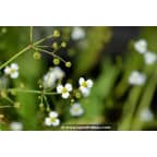 ALISMA lanceolatum ALISMA lanceolatum