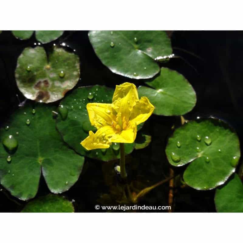 NYMPHOIDES peltata NYMPHOIDES peltata