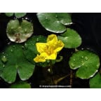 NYMPHOIDES peltata NYMPHOIDES peltata