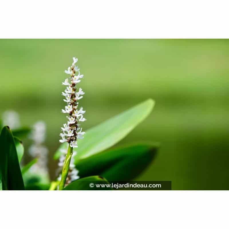 PONTEDERIA cordata 'Alba' PONTEDERIA cordata 'Alba'