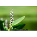 PONTEDERIA cordata 'Alba' PONTEDERIA cordata 'Alba'