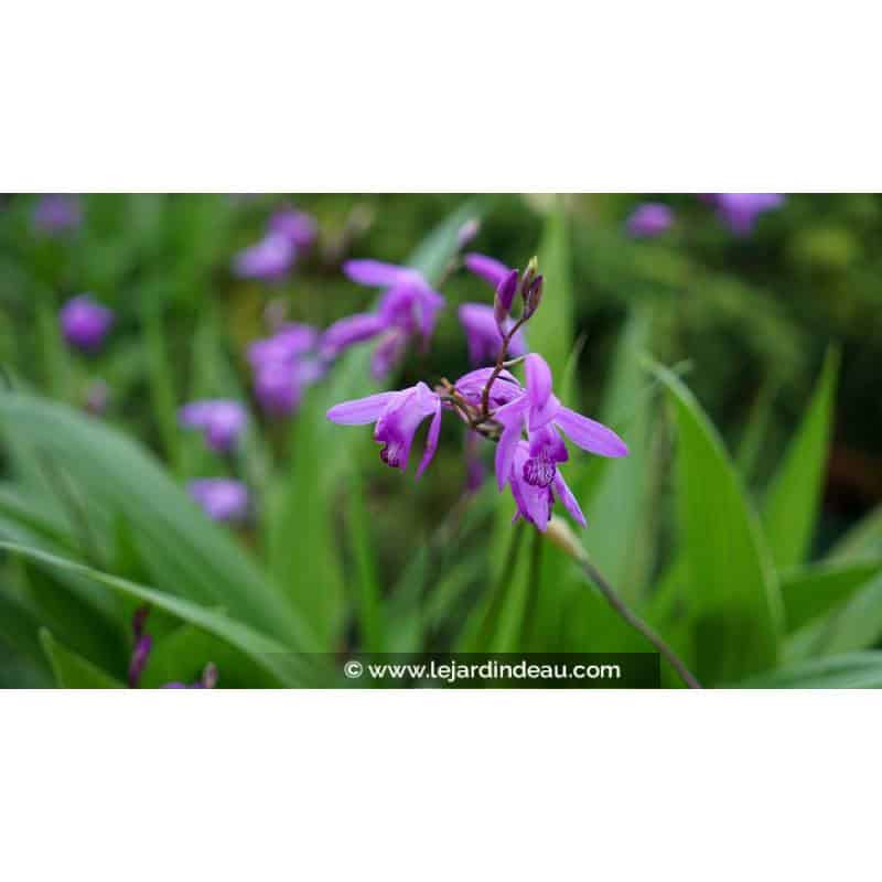 BLETILLA striata BLETILLA striata