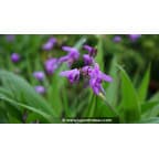 BLETILLA striata BLETILLA striata