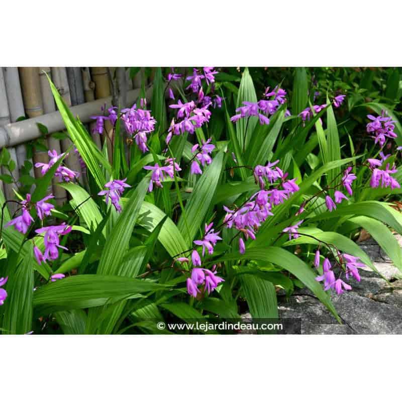 BLETILLA striata BLETILLA striata