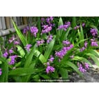 BLETILLA striata BLETILLA striata