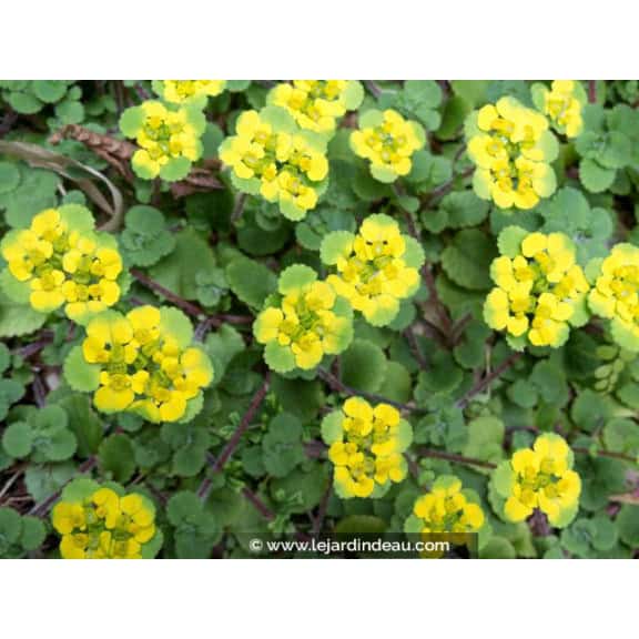 CHRYSOSPLENIUM oppositifolium
