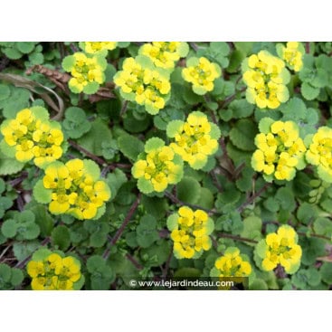 CHRYSOSPLENIUM oppositifolium - Dorine