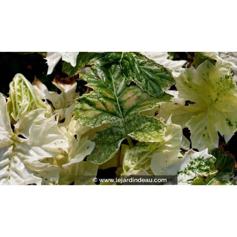 ACANTHUS mollis 'Whitewater' ACANTHUS mollis 'Whitewater'
