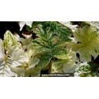 ACANTHUS mollis 'Whitewater' ACANTHUS mollis 'Whitewater'