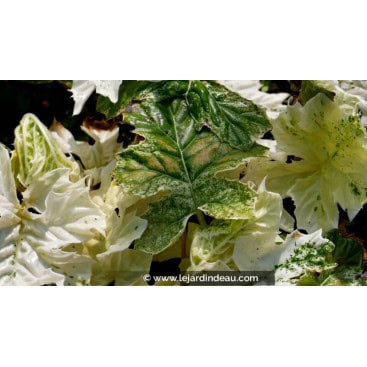 ACANTHUS mollis \'Whitewater\' - Acanthe panachée à feuilles molles \'Whitewater\'