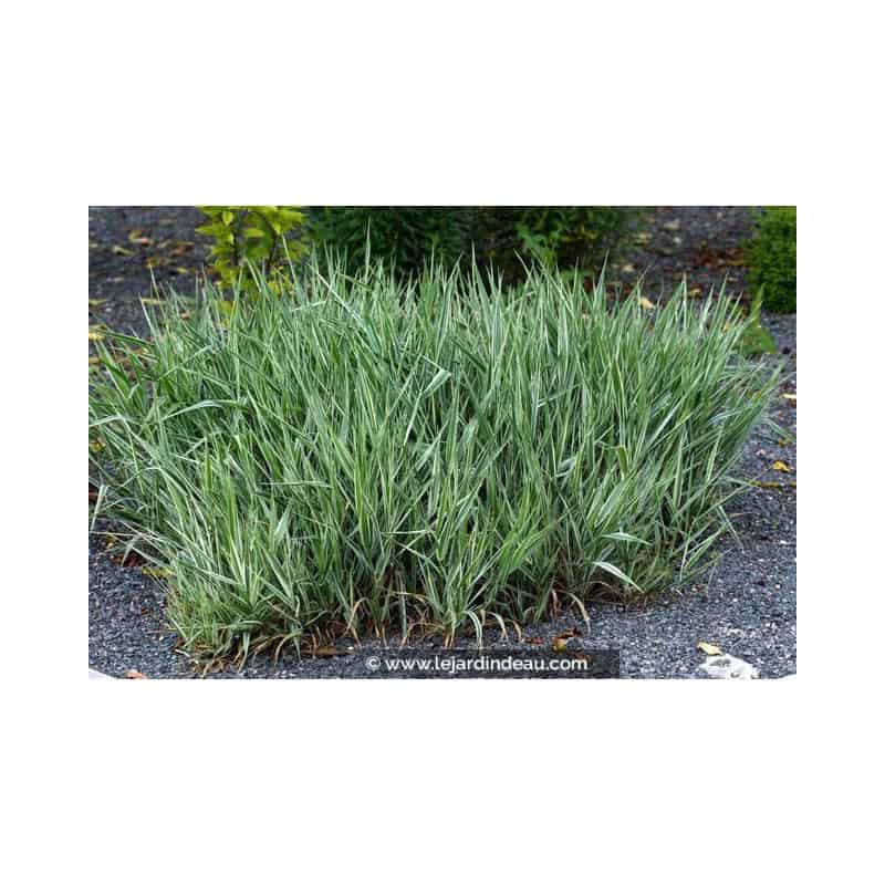 PHALARIS arundinacea 'Picta' PHALARIS arundinacea 'Picta'