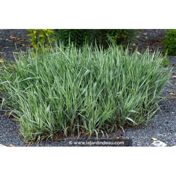 PHALARIS arundinacea 'Picta'