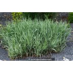 PHALARIS arundinacea 'Picta' PHALARIS arundinacea 'Picta'