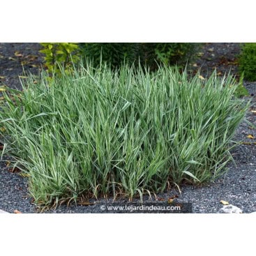 PHALARIS arundinacea var. picta - Ruban de berg&egrave;re /  Ribbon Grass