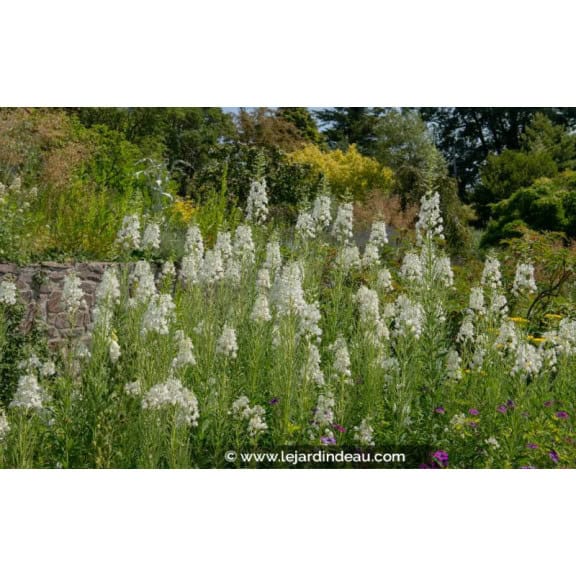 EPILOBIUM angustifolium 'Album'
