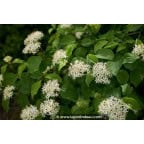 CORNUS sanguinea CORNUS sanguinea