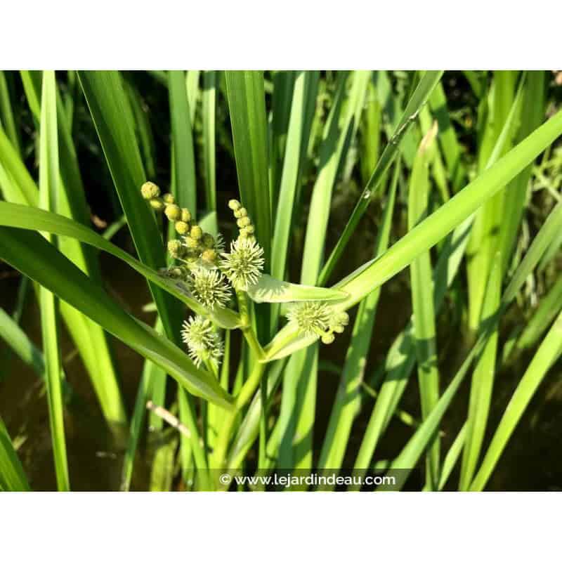 SPARGANIUM erectum SPARGANIUM erectum