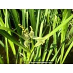 SPARGANIUM erectum SPARGANIUM erectum