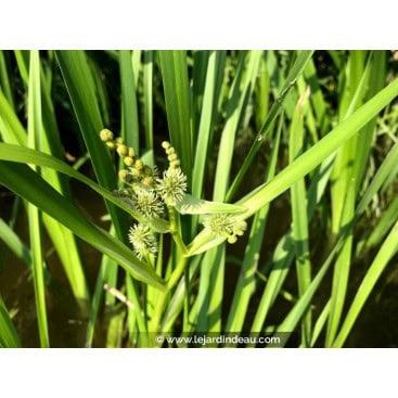 SPARGANIUM erectum - Ruban d\'eau /  rubannier dress&eacute; /  branched bur-reed /  Igelkolben