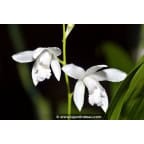 BLETILLA striata 'Alba' BLETILLA striata 'Alba'