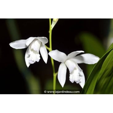 BLETILLA striata \'Alba\' - Orchidée jacinthe \'Alba\'