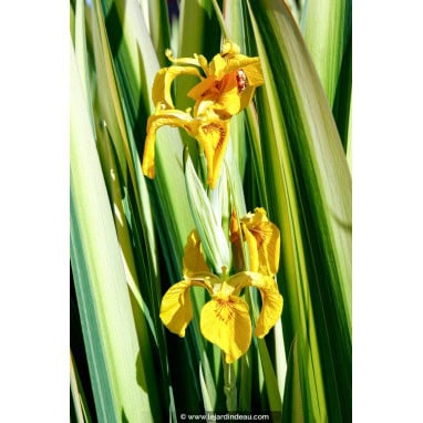 IRIS pseudacorus \'Variegata\' - Iris des marais a feuillage panach&eacute;