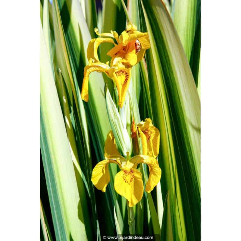 IRIS pseudacorus 'Variegata' IRIS pseudacorus 'Variegata'