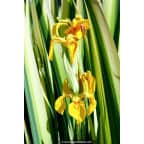 IRIS pseudacorus 'Variegata' IRIS pseudacorus 'Variegata'