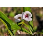SAGITTARIA sagittifolia SAGITTARIA sagittifolia