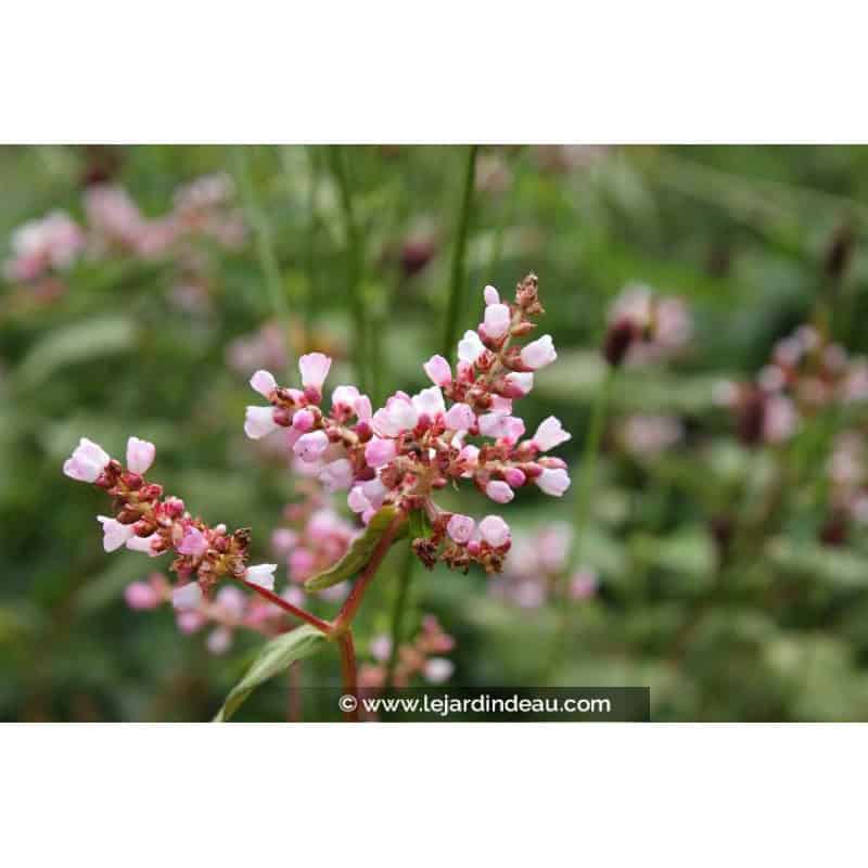 PERSICARIA campanulata PERSICARIA campanulata