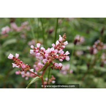 PERSICARIA campanulata - Renouée de l\'Himalaya