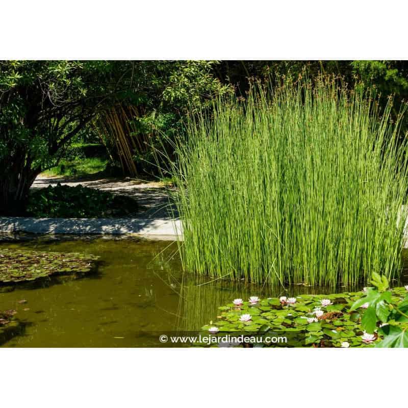 SCHOENOPLECTUS lacustris SCHOENOPLECTUS lacustris