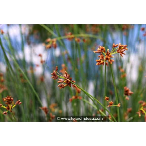 SCHOENOPLECTUS lacustris