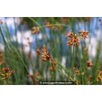 SCHOENOPLECTUS lacustris SCHOENOPLECTUS lacustris