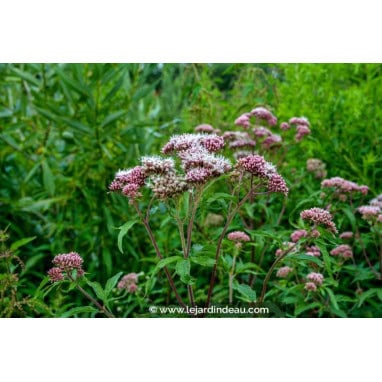 EUPATORIUM cannabinum - Eupatoire chanvrine