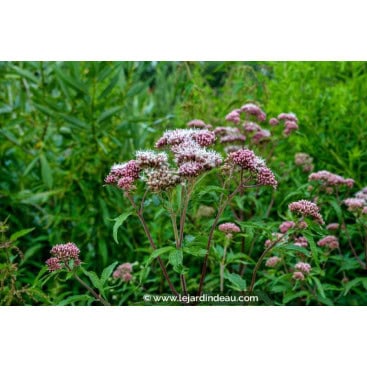 EUPATORIUM cannabinum - Eupatoire chanvrine